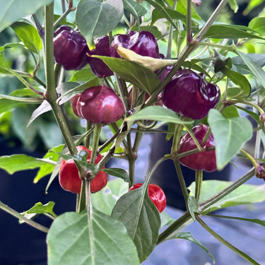 Purple Pumpkin - Seeds - The Pepper Pantry (Formerly Marie Sharp's)